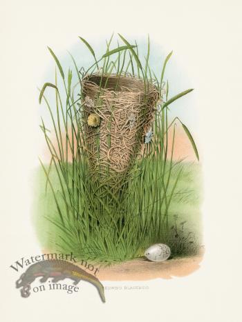 Thomas Gentry Bird 53